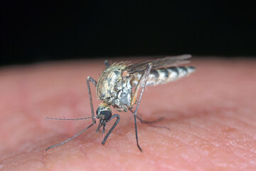 Dangerous Malaria Infected Mosquito Skin Bite. Leishmaniasis, Encephalitis, Yellow Fever, Dengue, Malaria Disease, Mayaro or Zika Virus Infectious. Culex - Blood-sucking mosquito on human skin. 