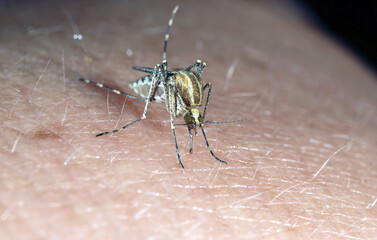Dangerous Malaria Infected Mosquito Skin Bite. Leishmaniasis, Encephalitis, Yellow Fever, Dengue, Malaria Disease, Mayaro or Zika Virus Infectious. Culex - Blood-sucking mosquito on human skin. 