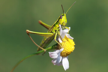 A small grasshopper sits in the early morning on a daisy flower.