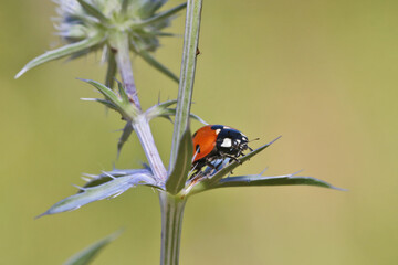 A ladybug runs around the Eringium plant. 
In the plants, the ladybug finds very small flies and eats them.
