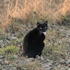 Kotek Czarny Kot  - obrazy, fototapety, plakaty