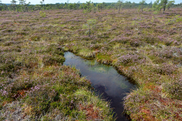 Landscape In the black moor with bog eyes and heather