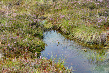 Obraz premium Bog eyes and heather