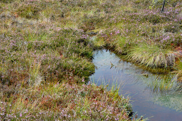 Bog eyes and heather