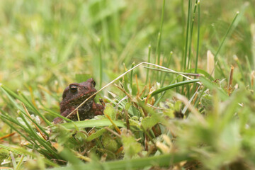 Naklejka na ściany i meble Little baby Common toad (Bufo bufo), juvenile frog, amphibian, Ropucha obecná, baby toad, frog, Anura, Bufonidae