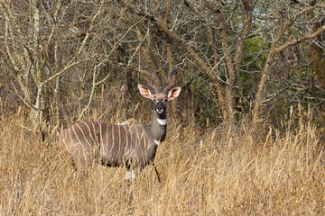 Lesser kudu, Tragelaphus imberbis, standing in tall grass in front of trees and bushes.
