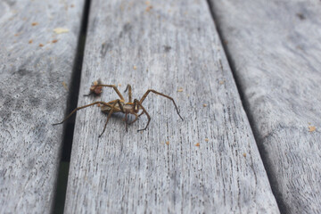 Spider (Arachnidae) walking on the floor, pavouk, barevný pavouček, chalupa, chatařina, friend...