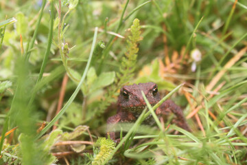 Baby common toad (Bufo bufo), amphibian, frogie, toad, Ropucha obecná, žába, frog on the hand, orange eyes, herping, frog handeling