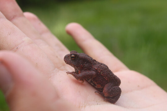 Common toad (Bufo bufo) on the hand, amphibian, handeling, orange eye, Frogs of Europe, ropucha obecná, žabka, ropuška, juvenile toad, amphibian