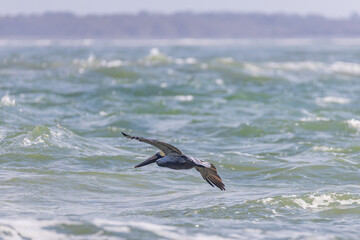 Pelican flying over the ocean