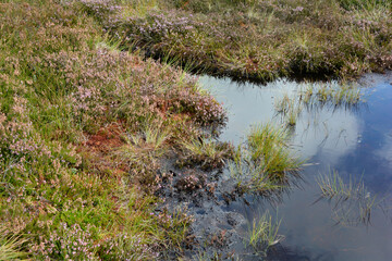 In the  moor with bog eyes and heather