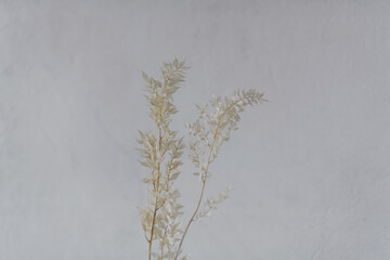 decorative branches with leaves on a white background