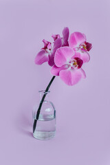 Beautiful violet orchid flowers in a vase on pastel purple background.