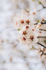 Beautiful branch with almond blossom in a spring garden. Selective focus.