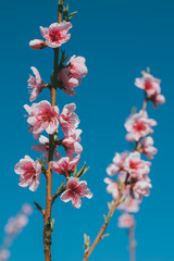 Beautiful peach branch with pink blossom in a blue sky.