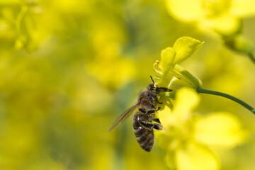 Pszczoła wśród kwiatów rzepaku - obrazy, fototapety, plakaty