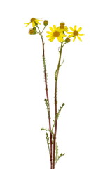 Daisy yellow in spring isolated on white