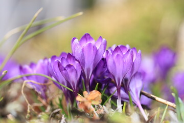 Crocus