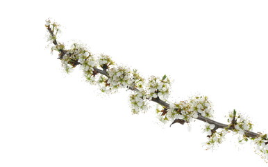 Blooming blackthorn berries in spring, flowers (Prunus spinosa) isolated on white