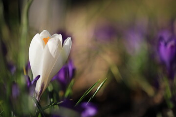 crocus flower