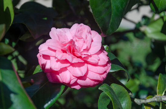 Beautiful pink camellia japonica