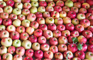 Red-green apples, horizontal shape