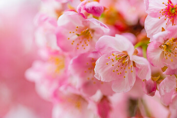 Fototapeta na wymiar 桜, 春、 