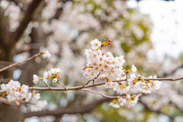 桜, 春、
