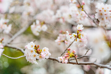 桜, 春、 