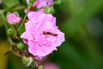 Caterpillar in a rose flower