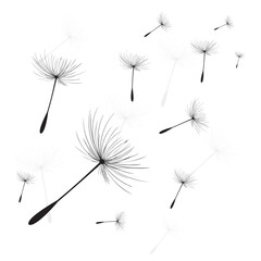 Naklejka premium Vector illustration dandelion time. Black Dandelion seeds blowing in the wind. The wind inflates a dandelion isolated on white background.