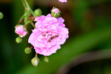 Caterpillar in a pink rose