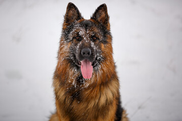 German shepherd dog sitting outdoors