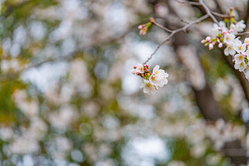 桜, 春、
