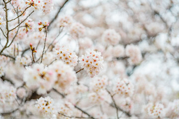 桜, 春、
