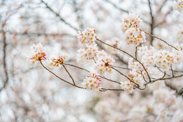 桜, 春、
