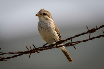 barbed wire and bird