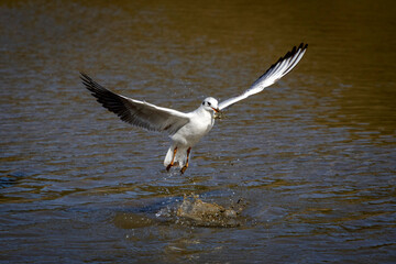 Beautiful photo of a seagull