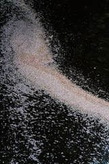 桜, 春、目黒川