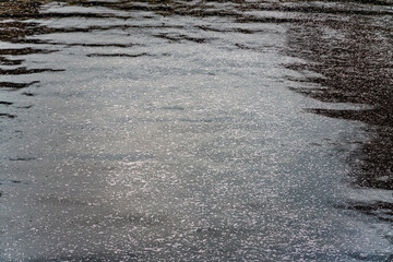 桜, 春、目黒川