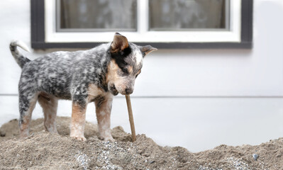 Puppy playing with wood stick while rooming in the backyard. Cute puppy chewing on a piece e of...