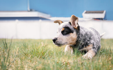 Naklejka na ściany i meble Puppy playing in the backyard, closeup. Cute puppy dog with intense body language and ready to pounce or attack. Black and white 8 week old blue heeler puppy or Australian cattle dog. Selective focus.
