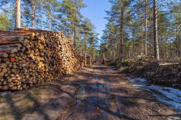 Deforestation theme, wood processing. Cooking natural fuel. A forest road with piles of sawn trunks along the sides of the road in the spring.  Forest clearing after a fire. Sunny day. Latvia.