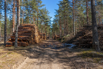Deforestation theme, wood processing. Cooking natural fuel. A forest road with piles of sawn trunks along the sides of the road in the spring.  Forest clearing after a fire. Sunny day. Latvia.