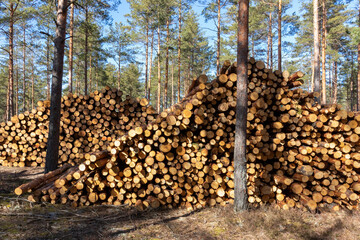 Deforestation theme, wood processing. Cooking natural fuel. A forest road with piles of sawn trunks along the sides of the road in the spring.  Forest clearing after a fire. Sunny day. Latvia.