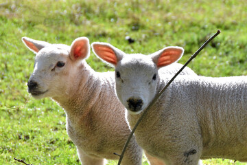 Twin lambs backlit in a field looking at camera. No people.
