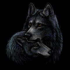 Wolves. Color, graphic portrait of a pair of wolves on a black background. Digital vector graphics.