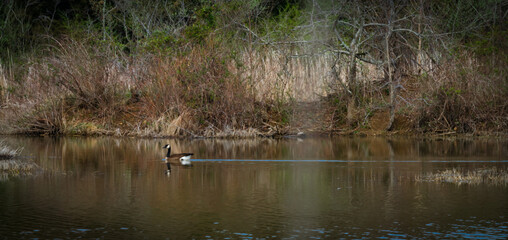Bllodland Lake: Geese, docks, trees, and water