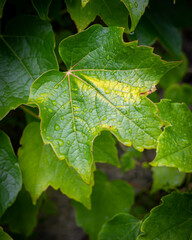 close up of green leaf