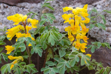 Lerchensporn (Gelber Lerchensporn, Corydalis lutea), blühend